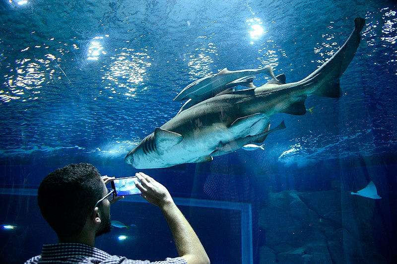 Aquário do Rio, o que você precisa saber para visitar 2 Tubarões no aquário do Rio, pessoa tirando foto com celular