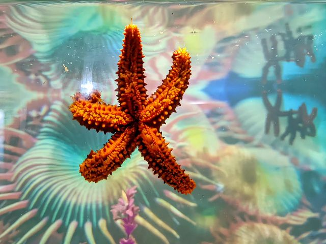 Aquário do Rio, o que você precisa saber para visitar 3 Estrela do mar dentro do AquaRio