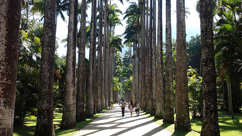 Tudo o que você precisa saber sobre o Mirante Dona Marta 7 Caminho entre as palmeiras no Jardim Botânico do Rio de Janeiro.