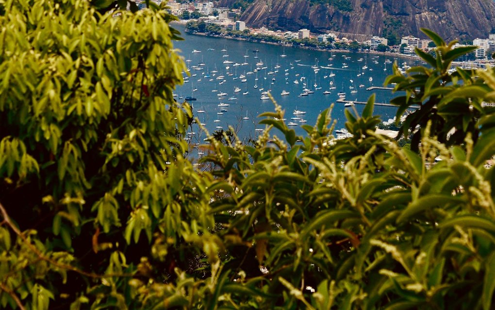 Visite o Cristo Redentor em 2024: Informações, Ingressos e Dicas 4 tijuca floresta
