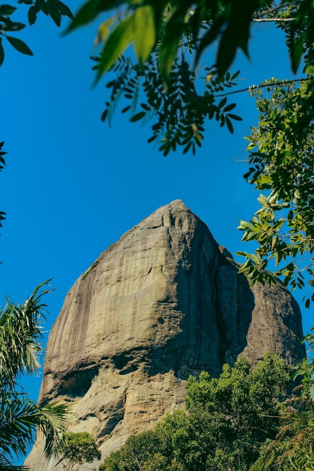 A Pedra da Gávea: Uma Aventura Imperdível no Rio de Janeiro 6 gavea flora