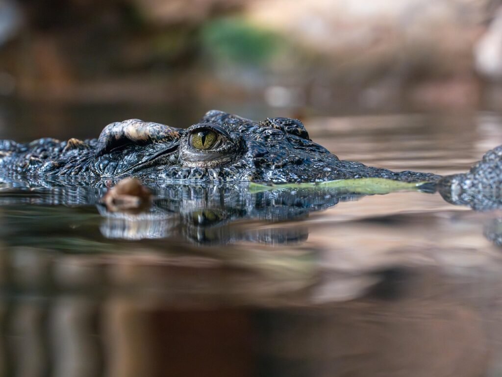 BioParque do Rio: Tudo o que você precisa saber antes de visitar 3 Foto de crocodilo.