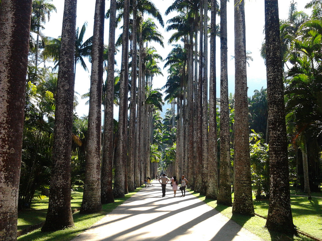 Guia Completo do Jardim Botânico do Rio de Janeiro 3 Aleia Barbosa Rodrigues, no Jardim Botânico do Rio de Janeiro.