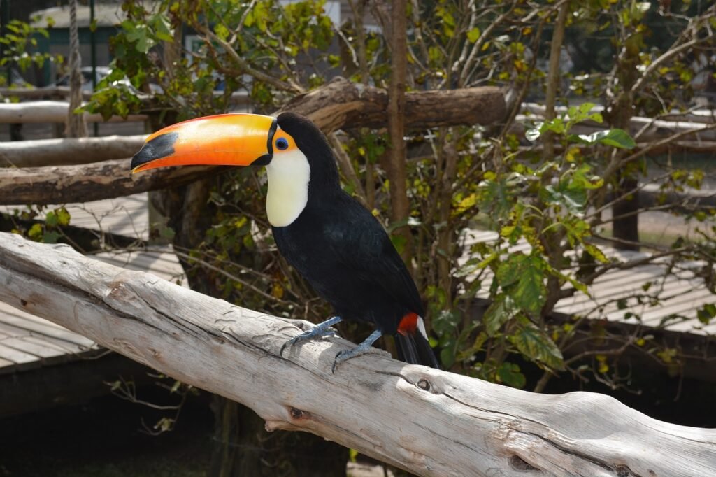 BioParque do Rio: Tudo o que você precisa saber antes de visitar 2 Tucano, animal em zoológico.