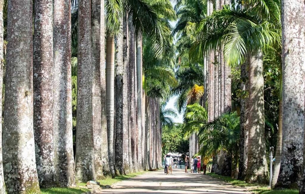 O Que Fazer no Rio de Janeiro? 10 Pontos Turísticos Imperdíveis 5 Palmeiras Imperiais, Jardim Botânico do Rio.