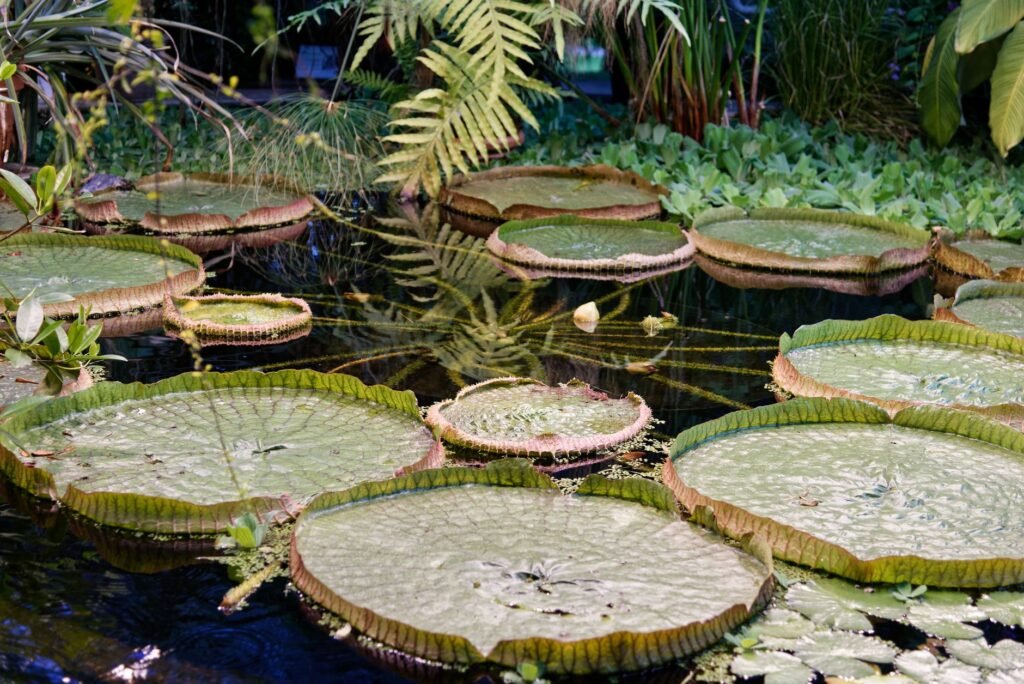 Jardín Botánico de Río de Janeiro: Qué Ver y Cómo Visitar 10 Foto do Jardim Botânico
