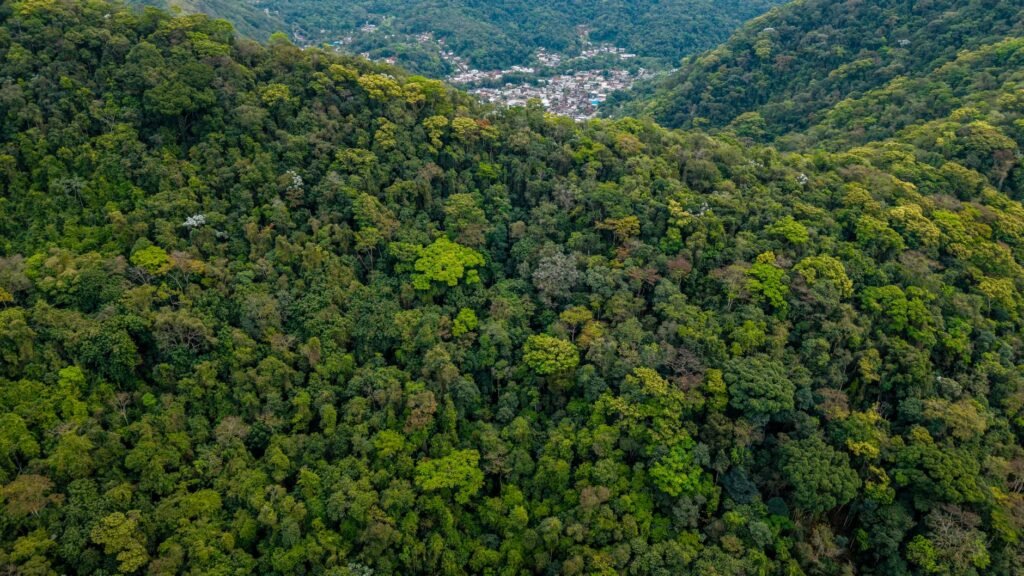 Parc national de Tijuca : Sentiers, Points de vue et Guide complet 1 Foto de Filipe Braggio - Parque Nacional da Tijuca Rio de Janeiro